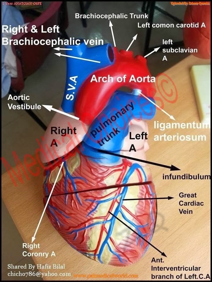 Anatomy Models For OSPE | MEDICAL CHOICES