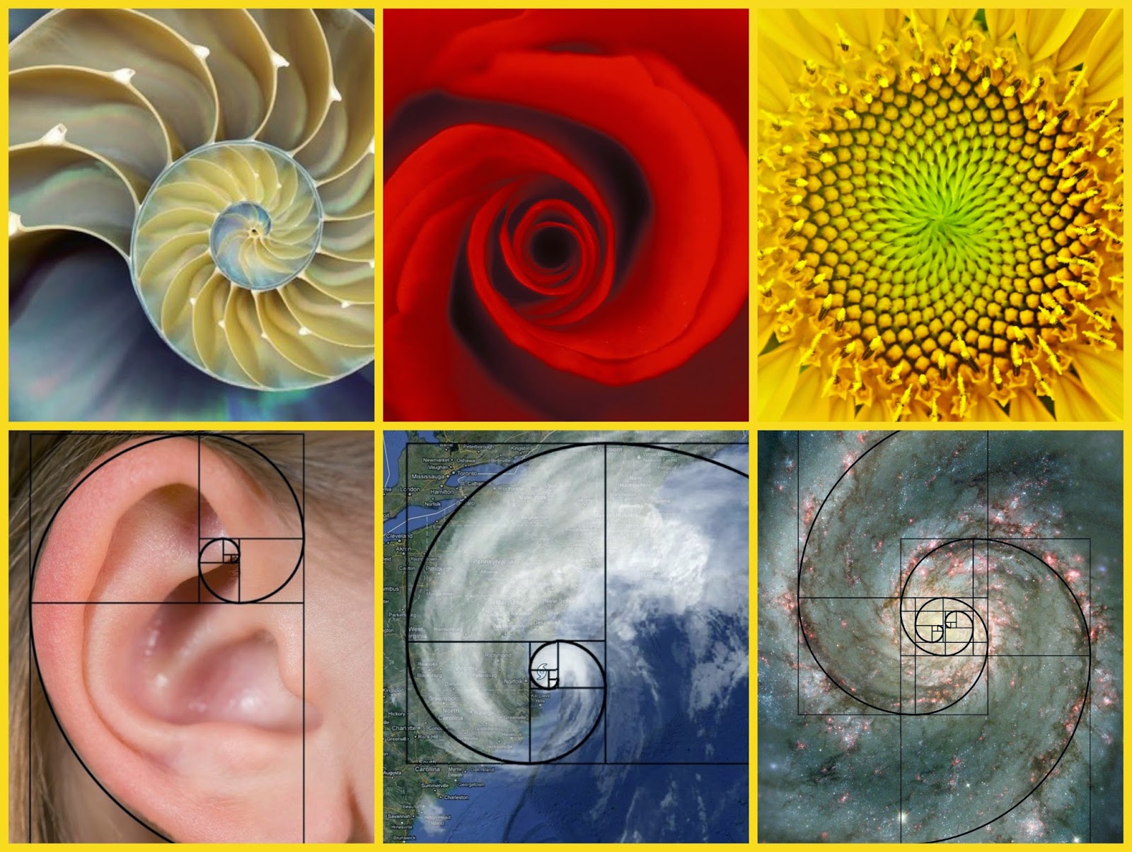 Fibonacci numbers fibonacci sequence in nature - ressvr