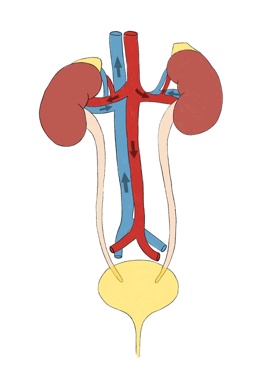 Urinary System Labelled Diagram