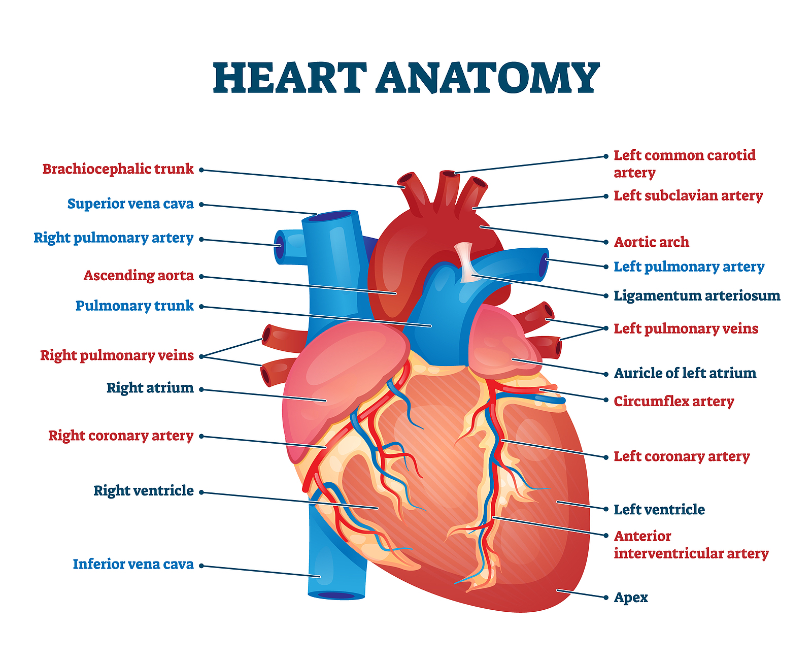 Anatomy Of The Human Heart Labeled