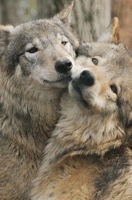 ×♥× Wolves Hidden Beauties ×♥×: A Feeling Of Closeness