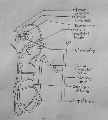 Draw And Label A Nephron image.