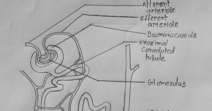 DRAW IT NEAT : How to draw Nephron