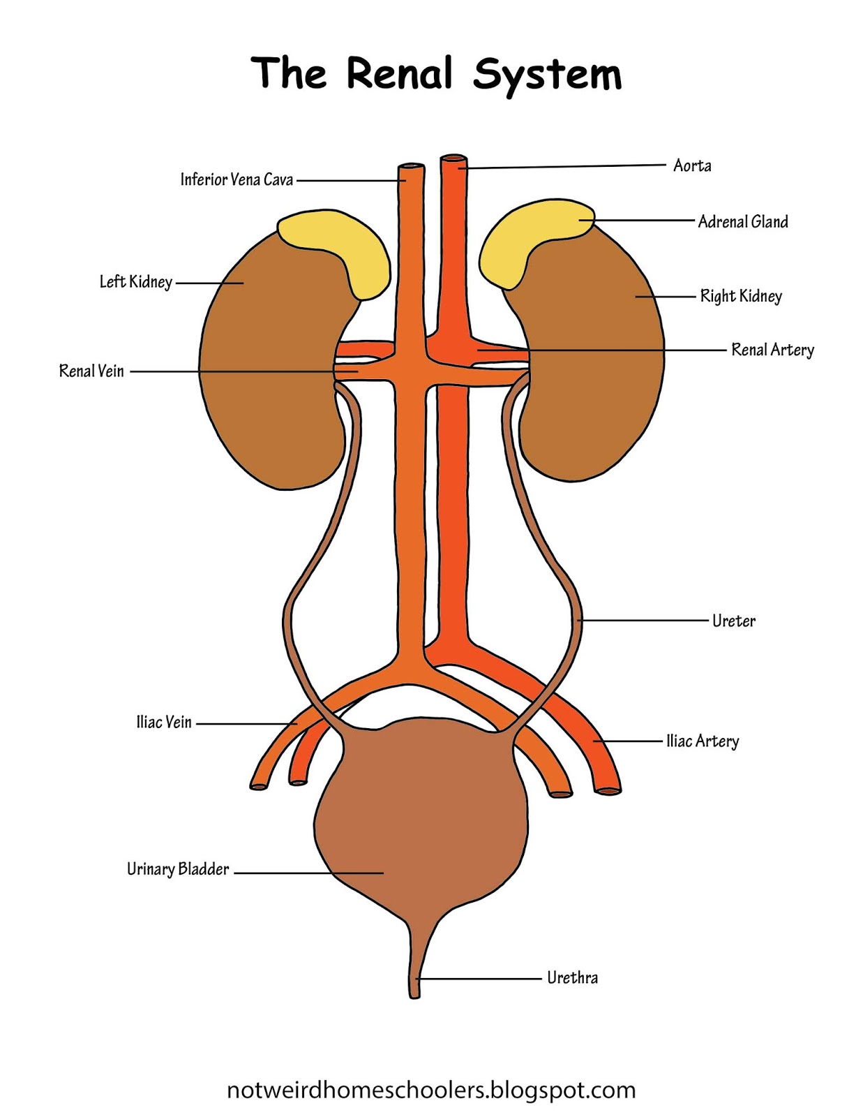 Renal System Diagram Blank