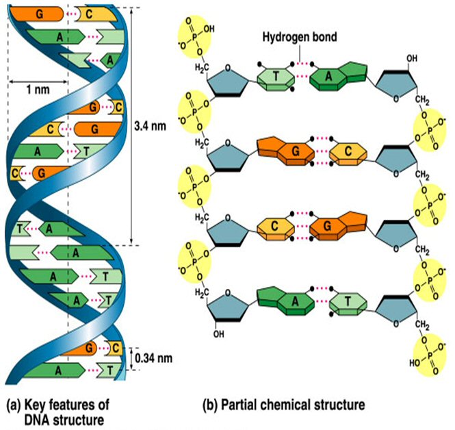 Biology Diagrams,Images,Pictures of Human anatomy and physiology: DNA ...