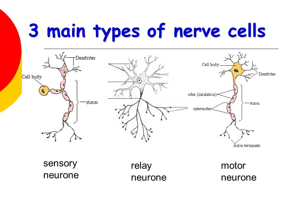 Types Of Nerve Cells | My XXX Hot Girl