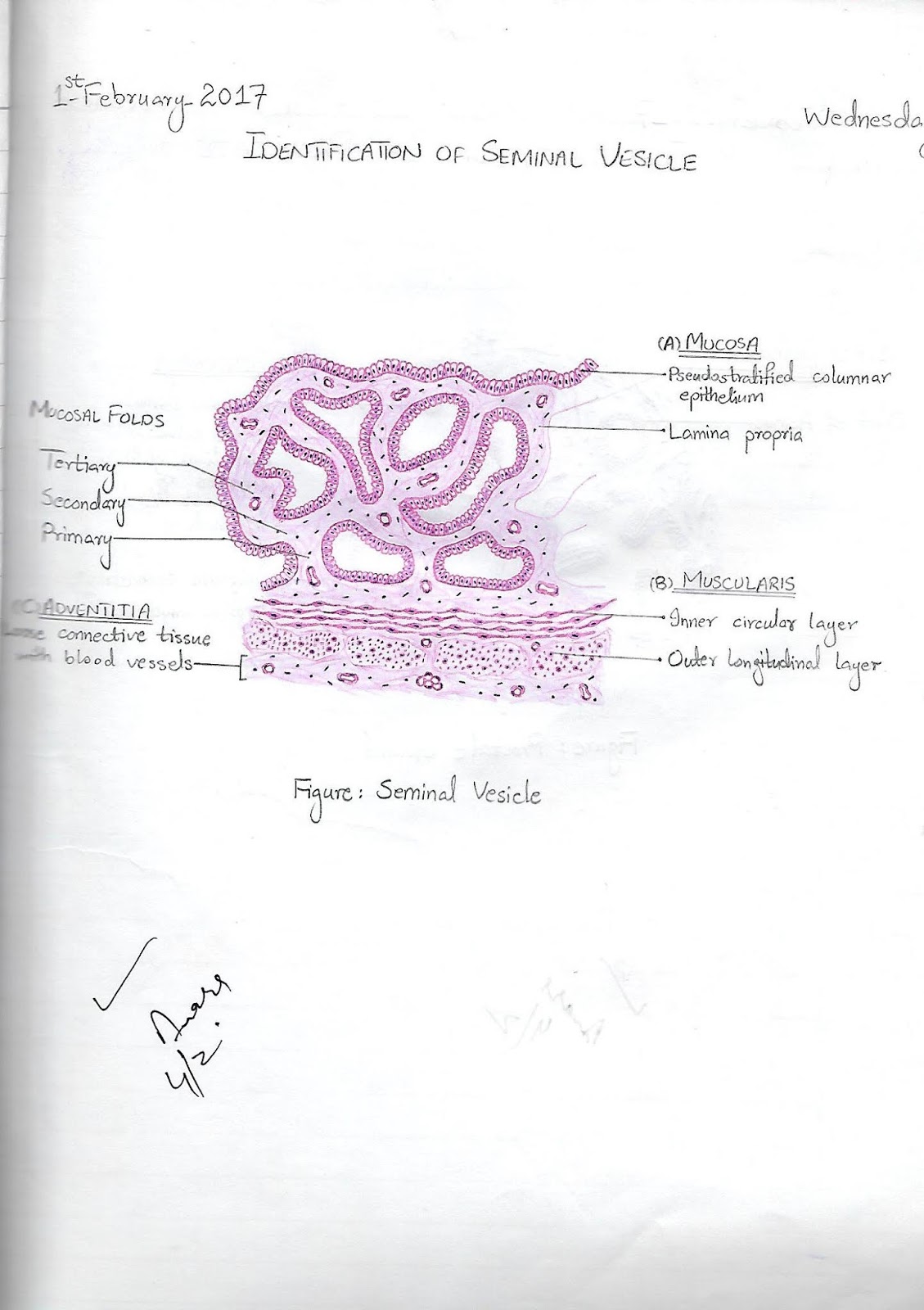 2nd Year Histology Diagrams