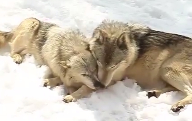 White Wolf : Two Wolves Love Each Other So Much They Can't Stop Cuddling