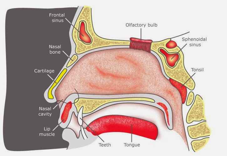 Human Anatomy Nose Diagram - coordstudenti