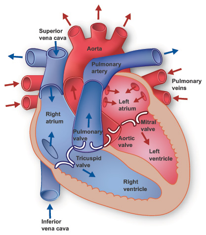 Parts Of The Heart Explained