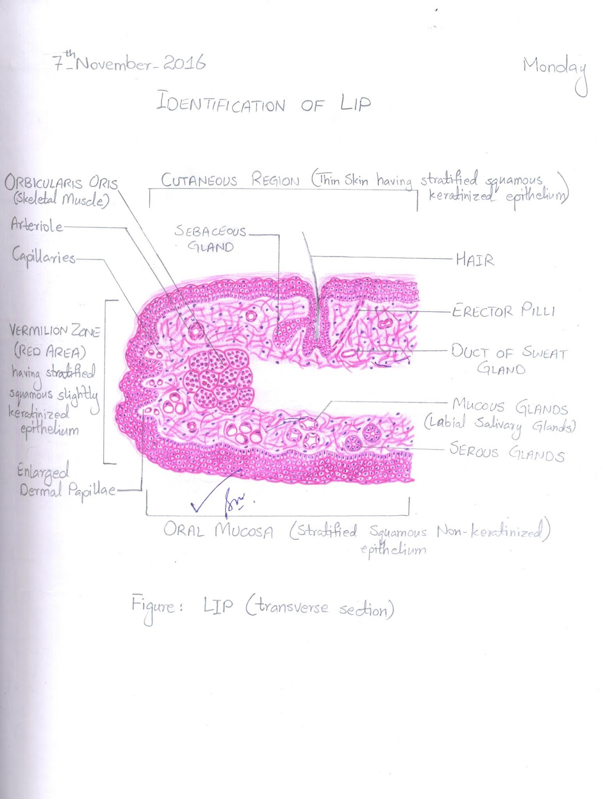 2nd Year Histology Diagrams