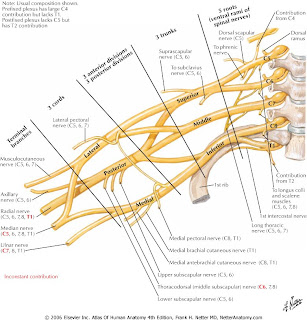 The thigh bone is connected to the...: Mnemonic for spinal nerve ...