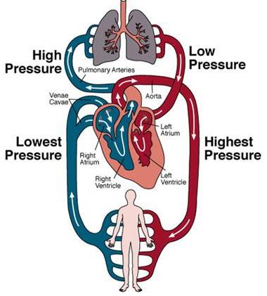 Schematic Plan Of Blood Circulation In Humans