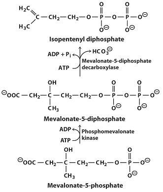 Sandwalk: Making Squalene