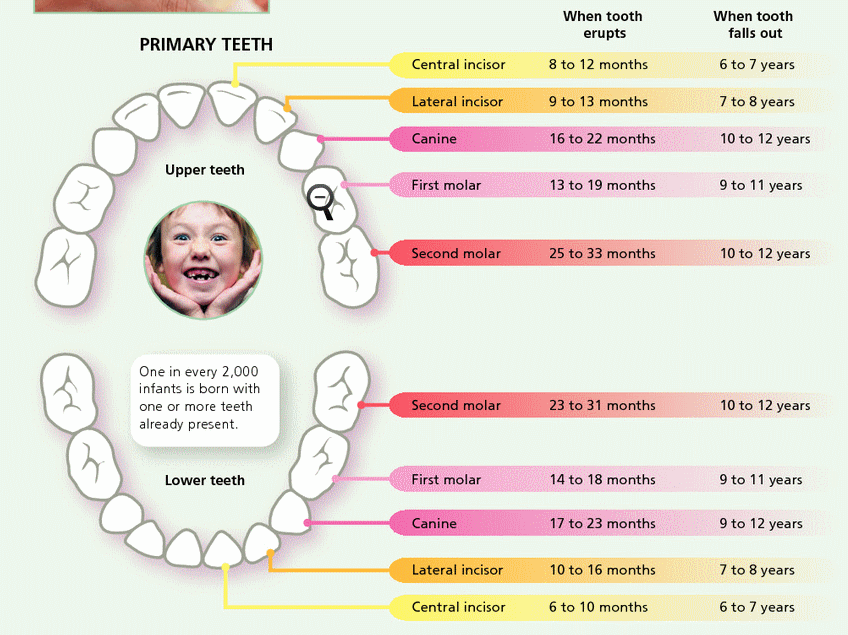 Primary Teeth Chart Letters