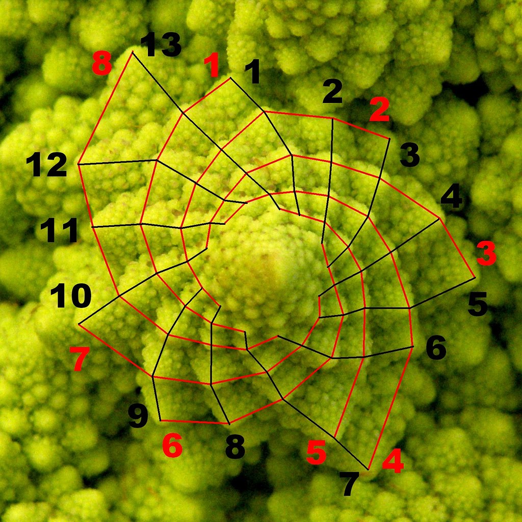 Why is the fibonacci sequence in nature - opolisgugl