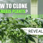 How To Clone A Weed Plant | Growing Tips and Tricks