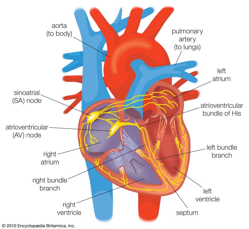 Schematic Diagram Of The Cardiovascular System