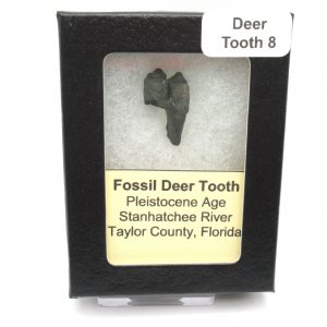 Genuine Pleistocene Age Deer Tooth from Florida for Sale #8c