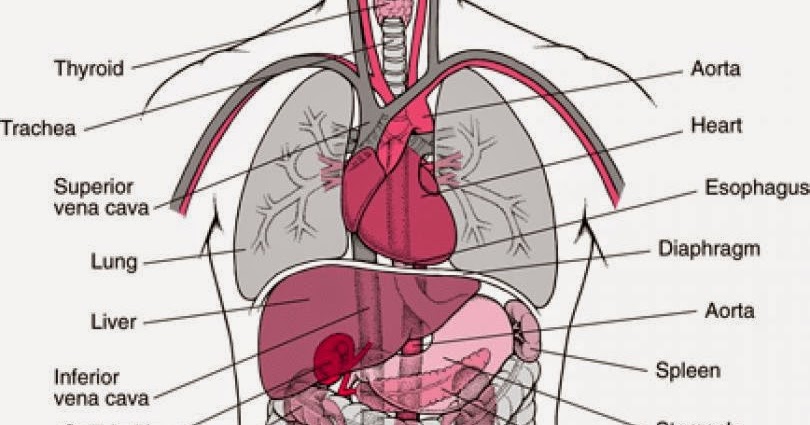 anatomy of apendics