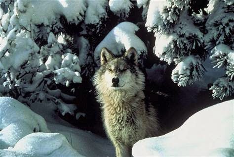 Endangered Animals: HIMALAYAN WOLF