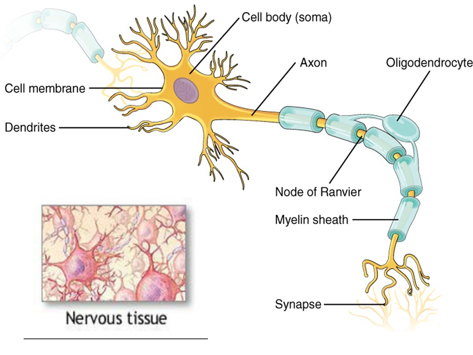 Nervous Tissue Diagram Labeled