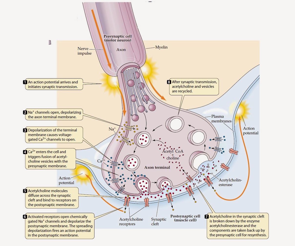 Labled Diagram Of Synapse