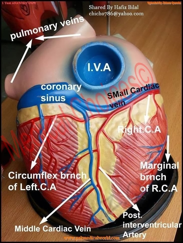 Anatomy Models For OSPE | MEDICAL CHOICES