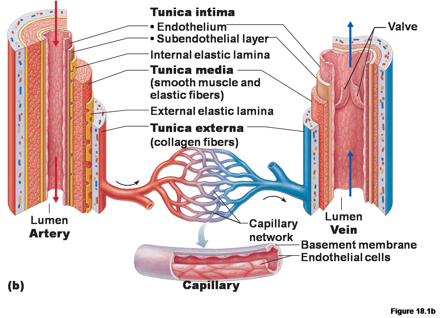 Heart Veins And Arteries Diagram