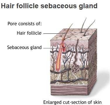 Dry - Oily - Normal - Dandruff : ''Types'' of Hair & Scalp ...