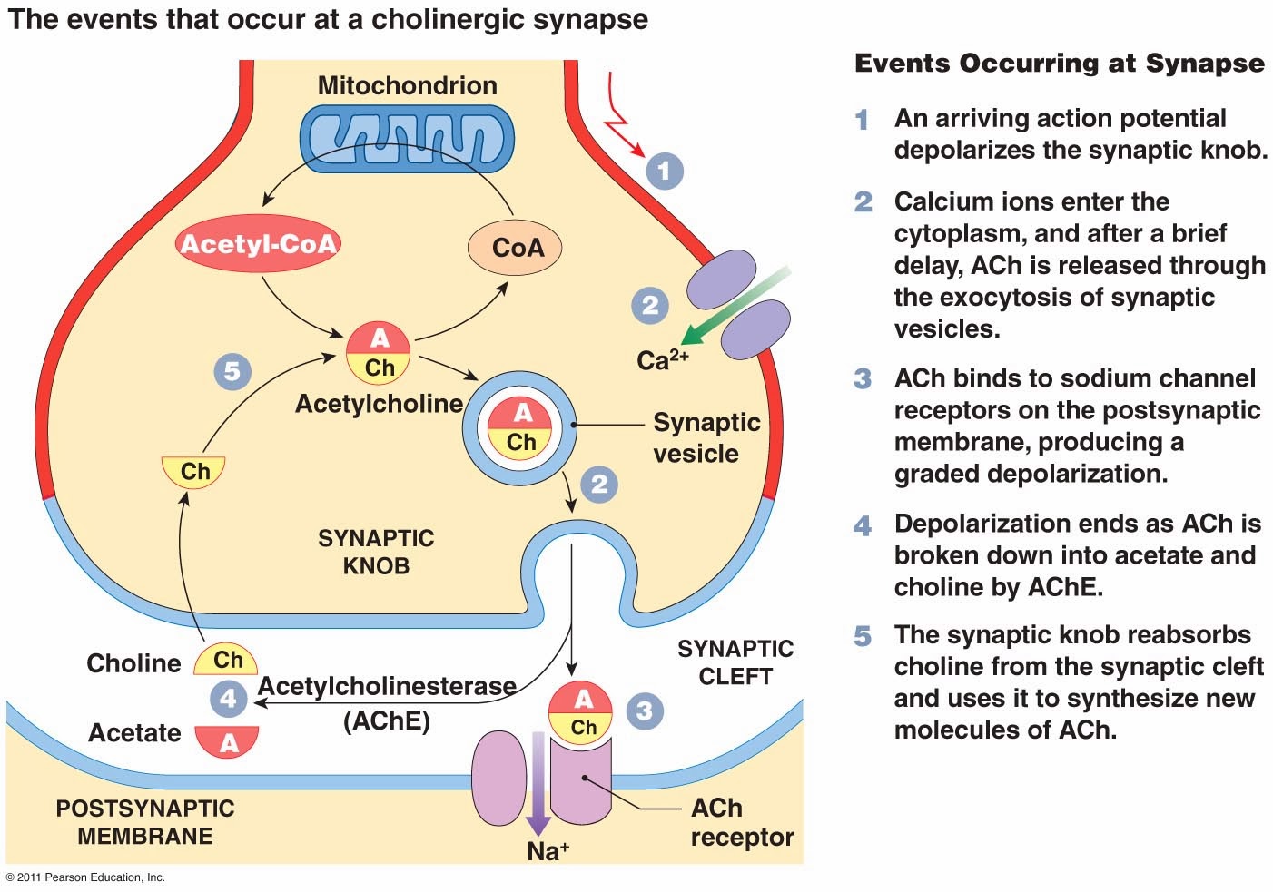 Neuron Synapse Diagram Labeled