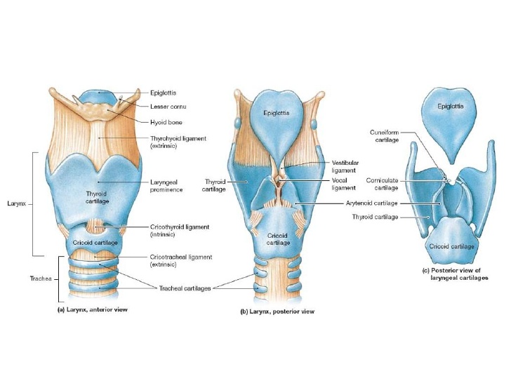 Draw A Labeled Diagram Of Larynx