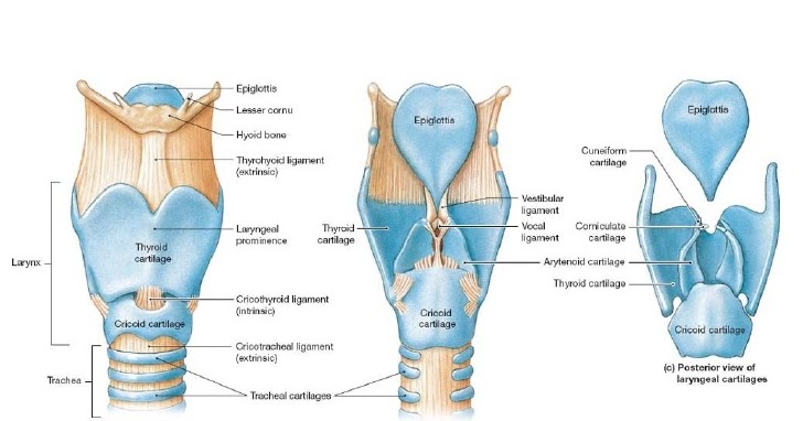 The Vocal Mechanism, Part II