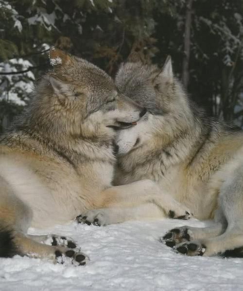 White Wolf : Wolves Cuddling Together For Warmth Will Melt Your Heart