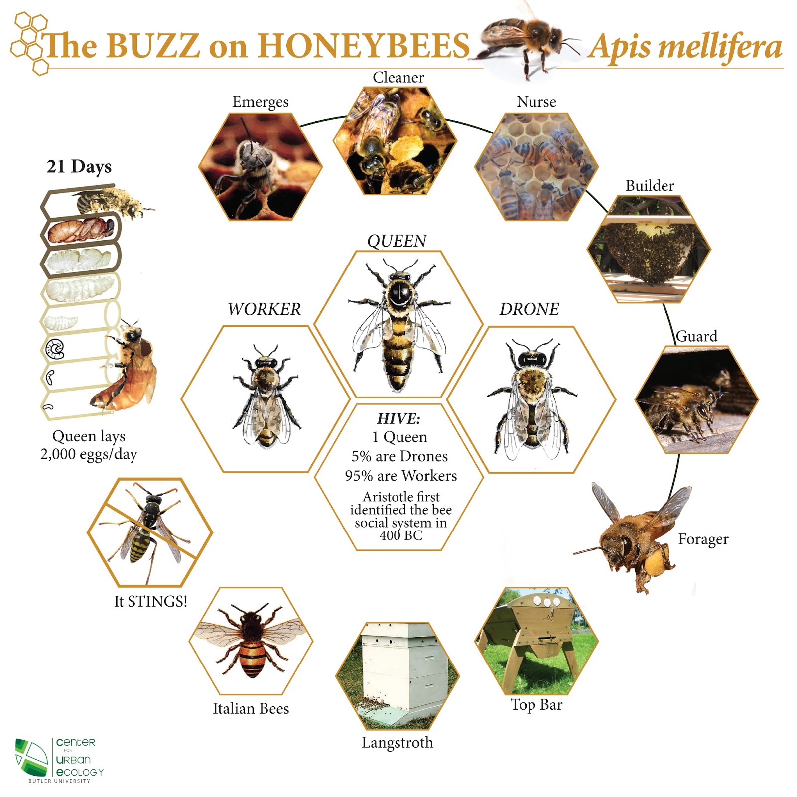 Honey Bee Life Cycle Chart