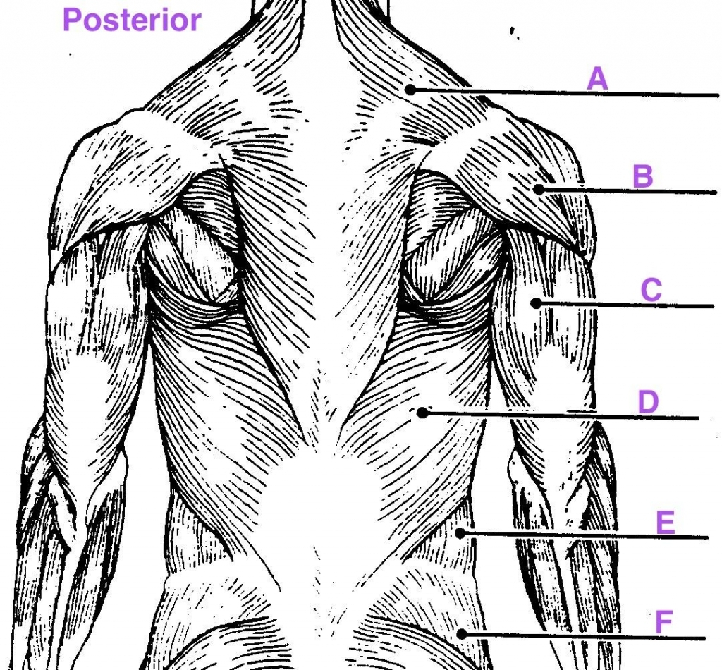 Free Anatomy Muscle Quizzes