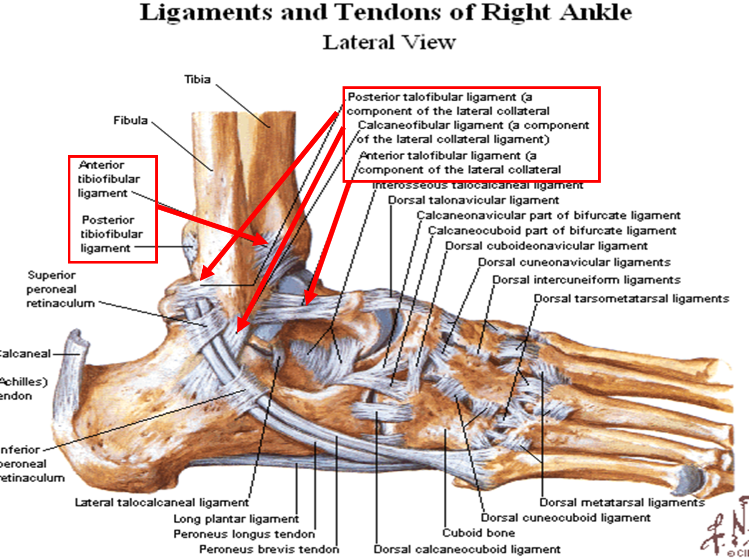 Leg Anatomy Muscles Ligaments And Tendons Ankle Anatomy Orthopedic ...