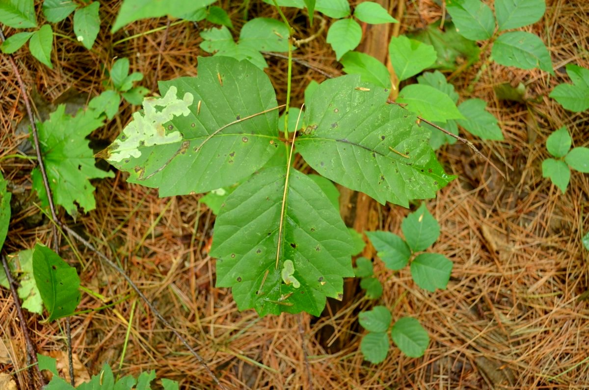 Wild Burlington: Poison ivy