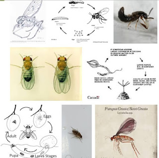 How long do gnats live in your house? ~ Best Homemade Gnat Traps and ...