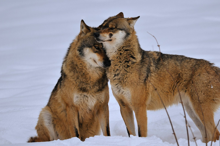 White Wolf : Wolves Cuddling Together For Warmth Will Melt Your Heart