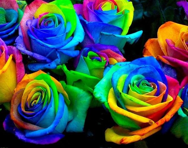 fibonacci sequence: How to grow a Rainbow Rose, Naturally image.