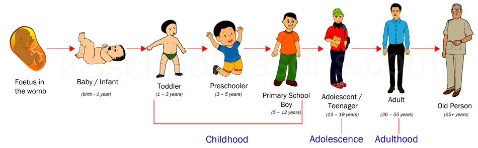 Life Cycle Of Human Being By Stages