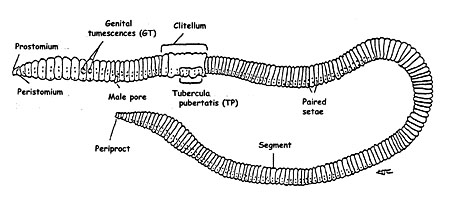 Labelled Diagram Of Earthworm