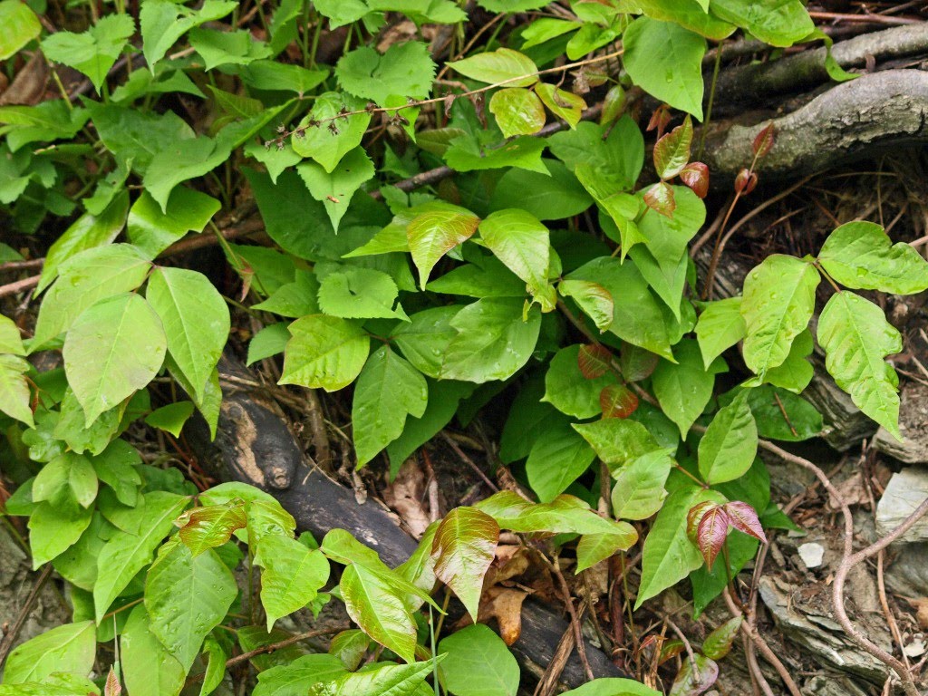 Raining Acorns: As I Sit Itching