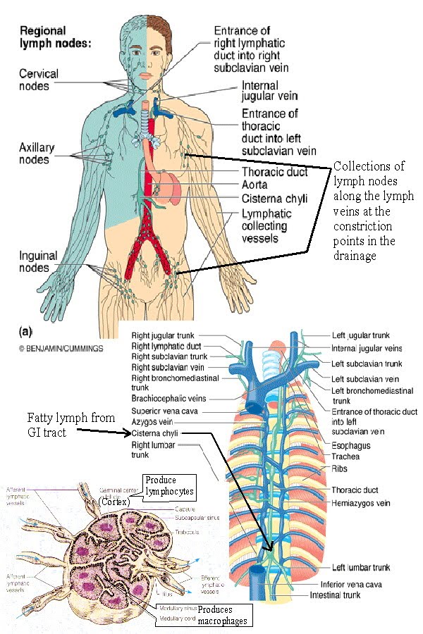 Lymphatic System Lymph Flow Chart