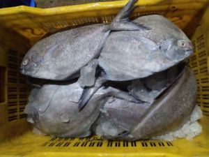 Black Pomfret Fish