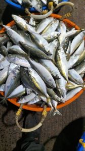 indian mackrel fish