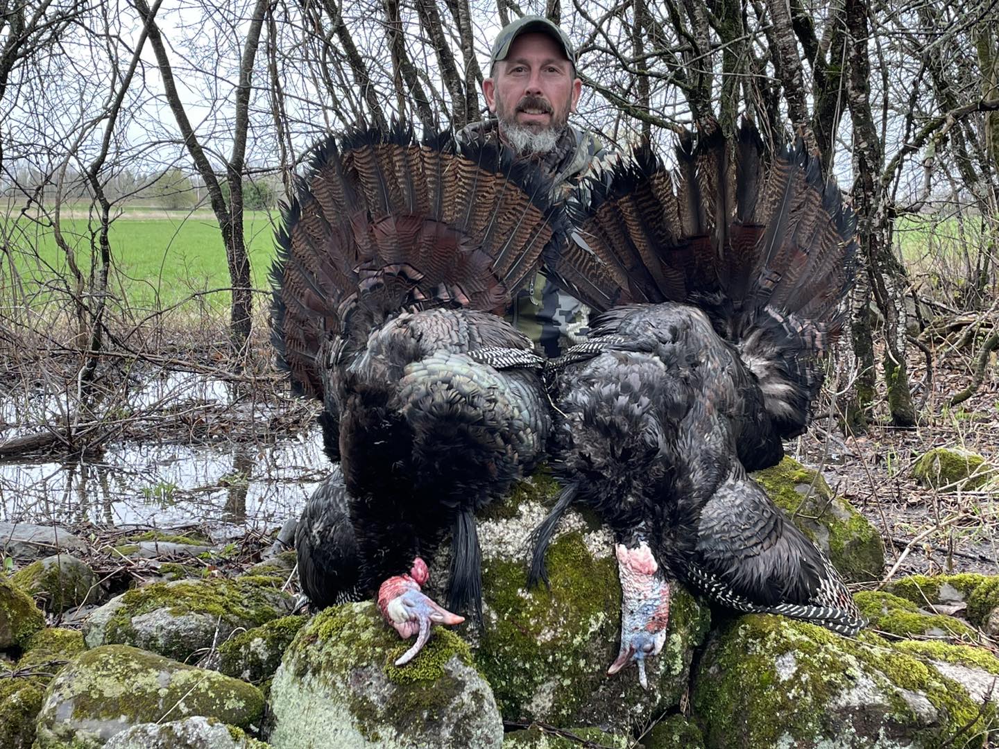 Guided Maine Turkey Hunts - Maine Turkey Hunting - Turkey Hunting