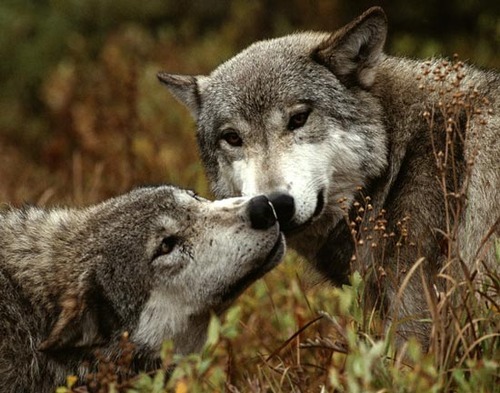 Wolves in Love Photo Gallery | youareyoungdarling