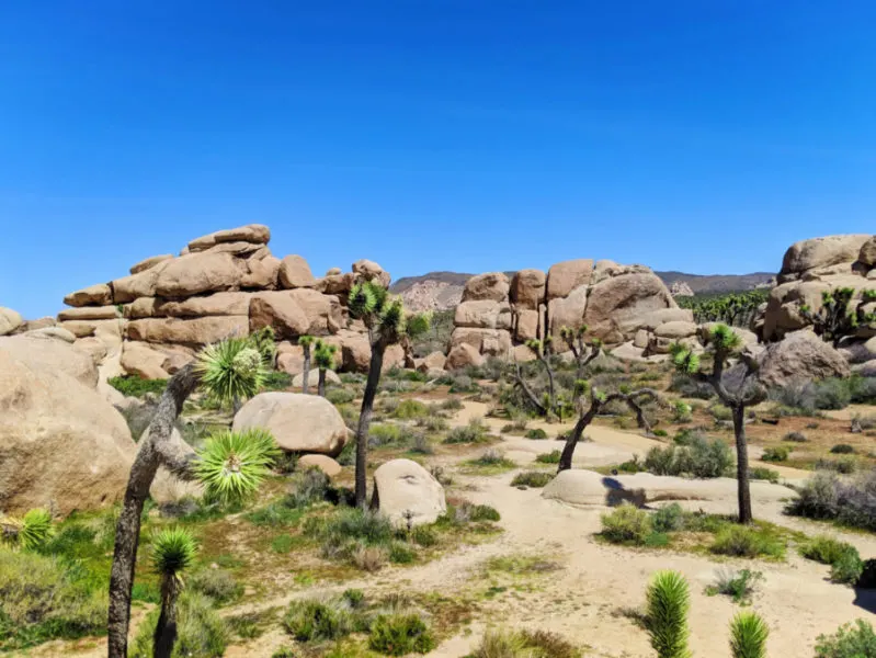 Botanic Nature Walk at Cap Rock Joshua Tree National Park California 2